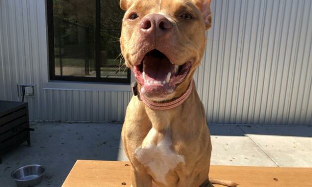 Adopt-A-Pet: Louie