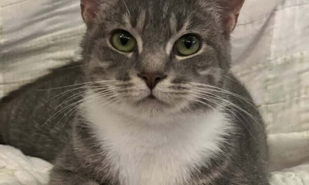 Adopt-A-Pet: Winnie