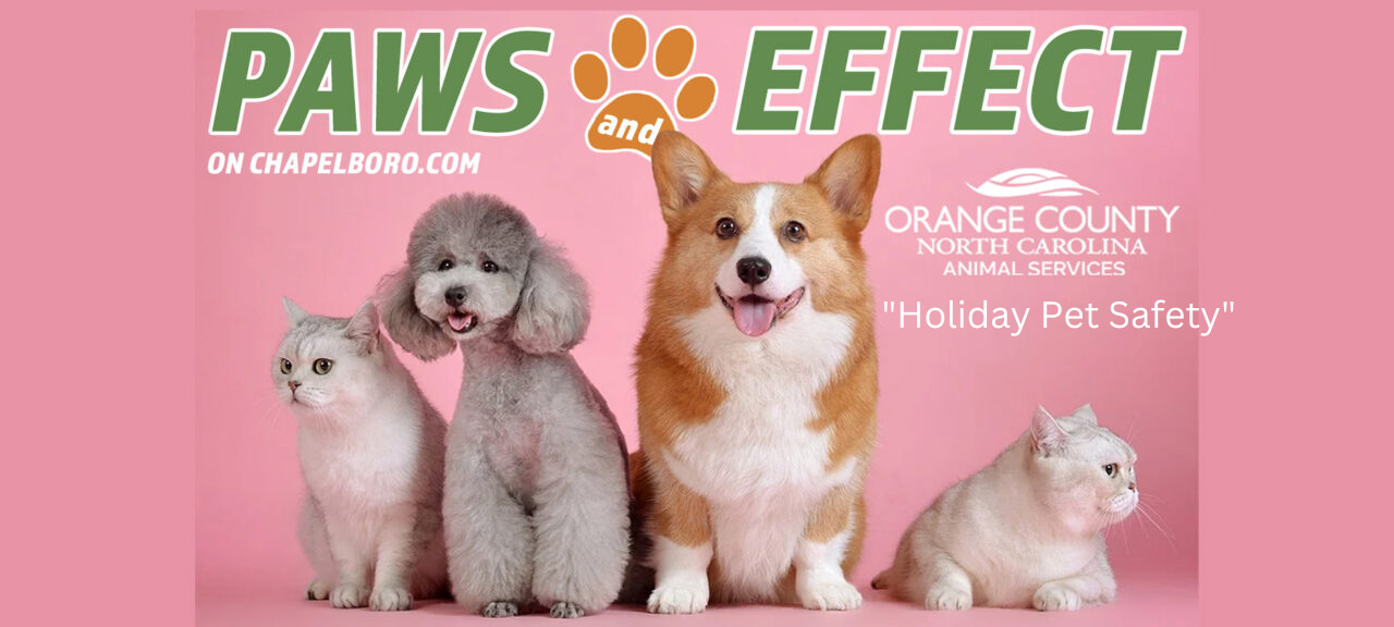 Paws and Effect: Holiday Pet Safety