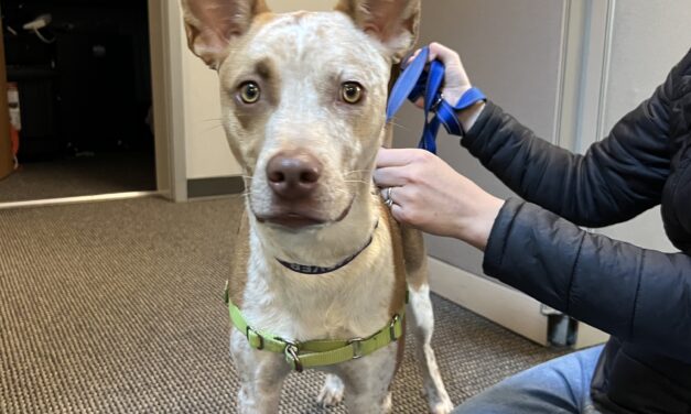 Adopt-A-Pet: Buster