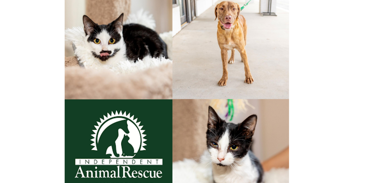 Adopt-A-Pet: Akiko, Akira, and Hershey