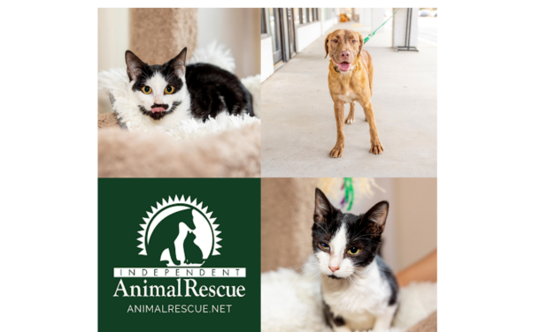 Adopt-A-Pet: Akiko, Akira, and Hershey