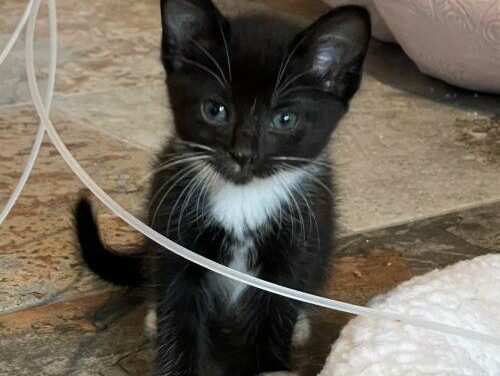 Adopt-A-Pet: Feta