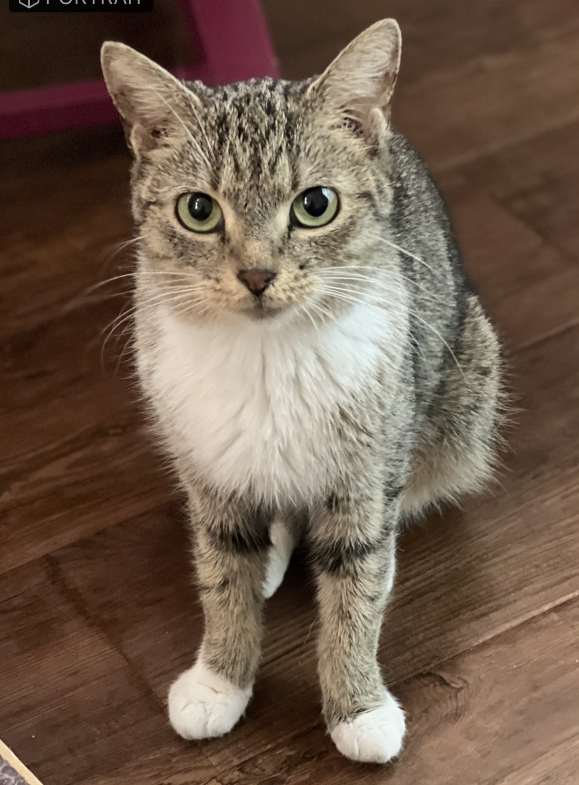 Tia