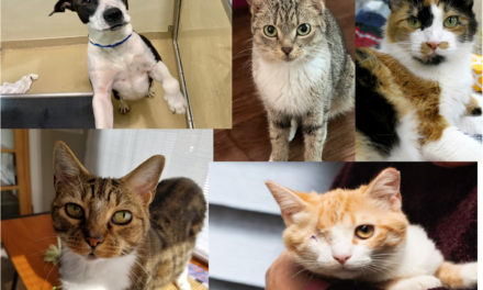 Adopt-A-Pet: Nova, Frankie, Anna, Turtle, and Tia
