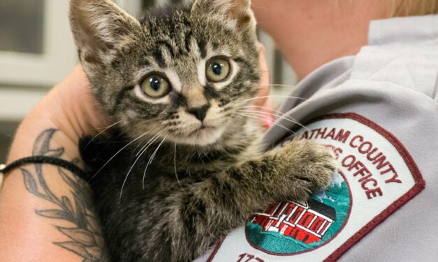 How the Chatham County Animal Shelter Has Fared Since Sheriff’s Office Transition