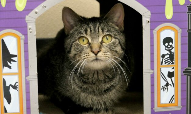 Adopt-A-Pet: Willow