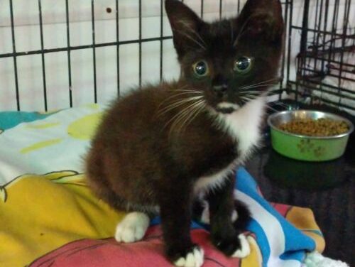 Adopt-A-Pet: Jazzy