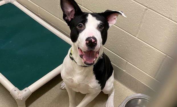 Adopt-A-Pet: Barkley