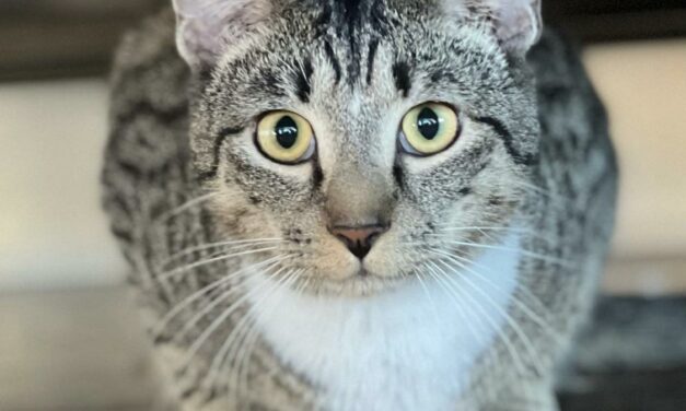 Adopt-A-Pet: Little Man