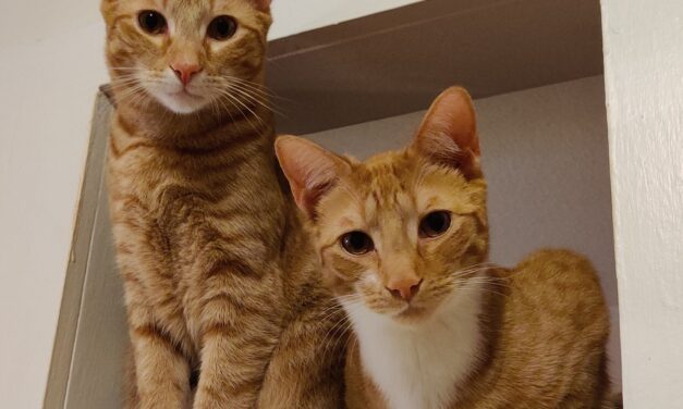 Adopt-A-Pet: Spike and Murphy