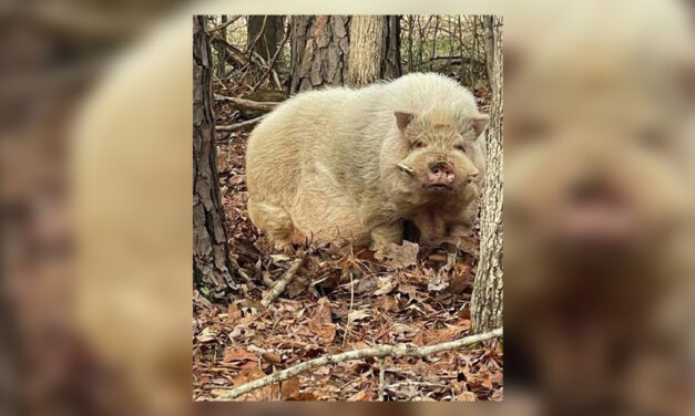 Photo of Pig Loose in Orange County Stuns Social Media; Animal Now Caught