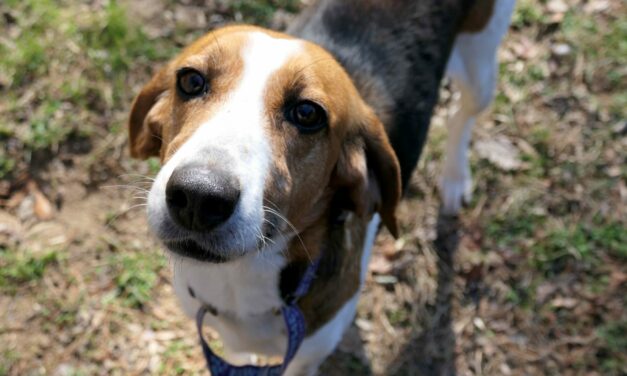 Adopt-A-Pet: Piper