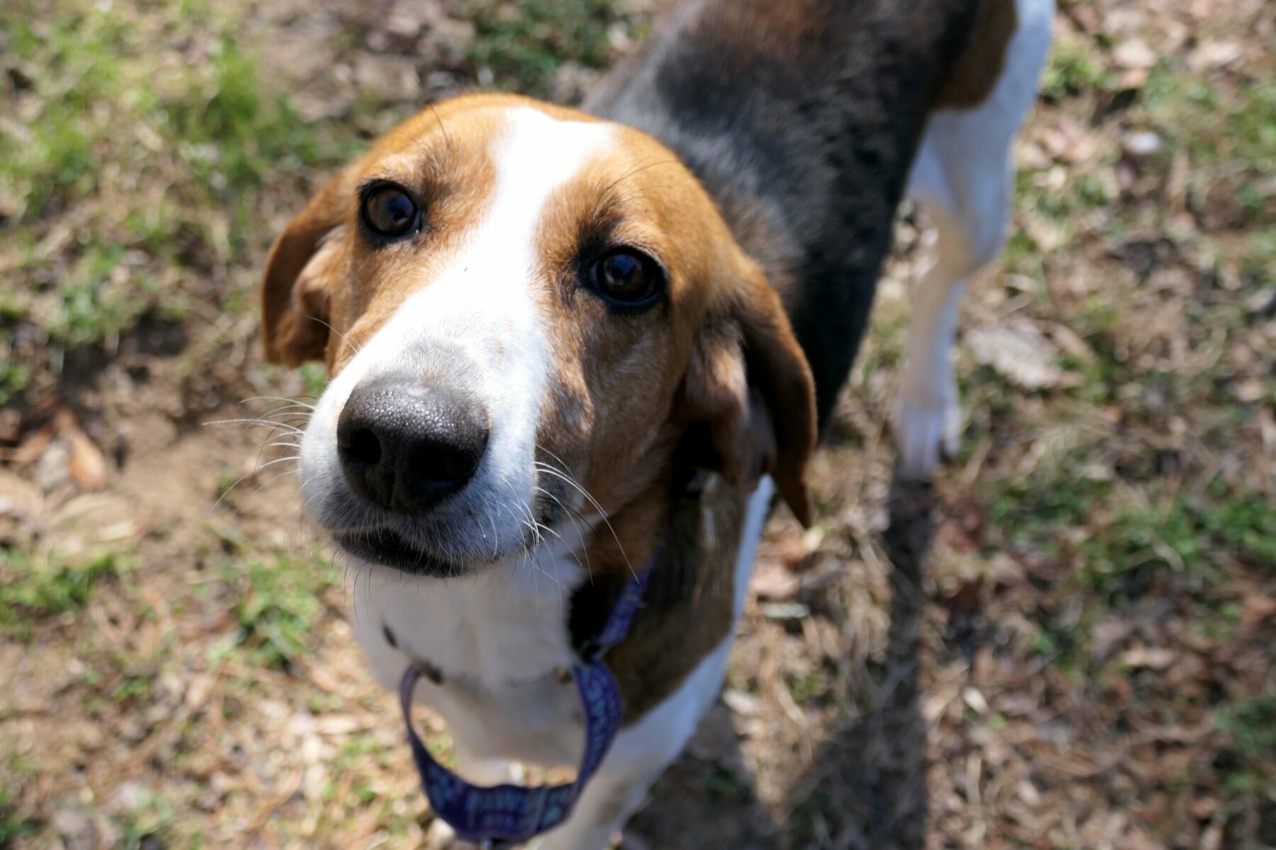 Adopt-A-Pet: Piper - Chapelboro.com