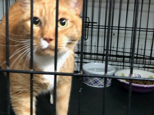 Adopt-A-Pet: Gambit