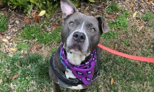 Adopt-A-Pet: Davis