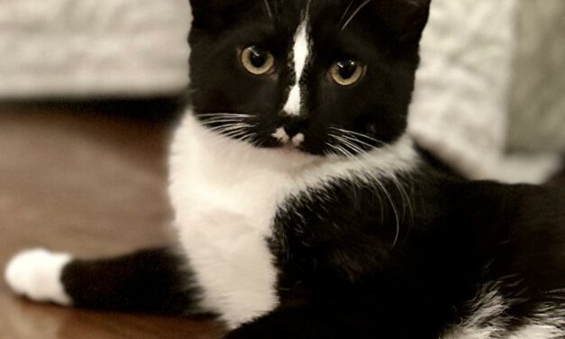Adopt-A-Pet: Diamond Jim