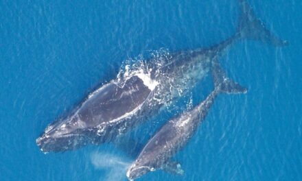 Viewpoints: Protecting the North Atlantic Right Whale