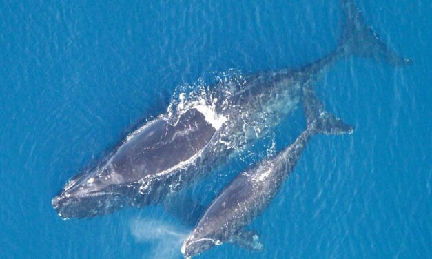 Viewpoints: Protecting the North Atlantic Right Whale