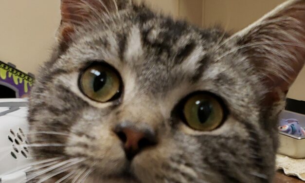 Adopt-A-Pet: Lafayette