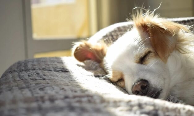 Viewpoints: Why People Should Get Dogs