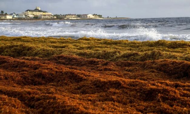 What’s Behind a 5,000-Mile Seaweed Belt Headed for Some Atlantic Beaches