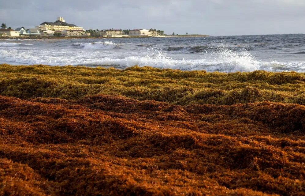 What’s Behind a 5,000-Mile Seaweed Belt Headed for Some Atlantic Beaches