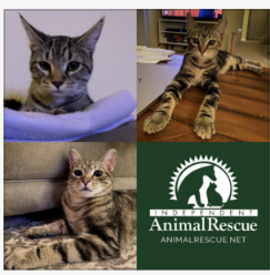 Adopt-A-Pet: Carrie, Cash, and Pacino