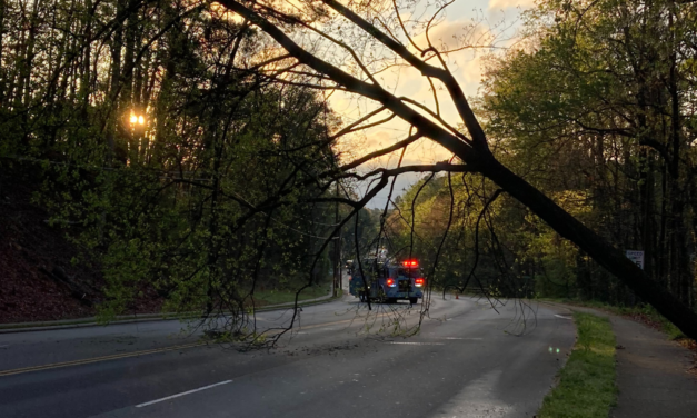 Tree Down Across Raleigh Road Backs Up Chapel Hill Traffic