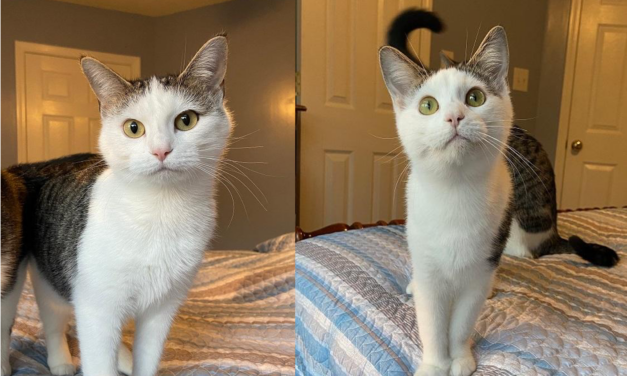 Adopt-A-Pet: Lisa Marie and Presley