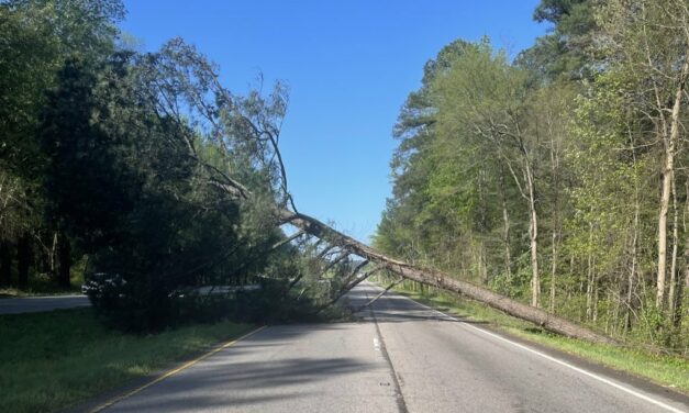 Fallen Tree Blocks Lane of Fordham Boulevard for Hours in Chapel Hill