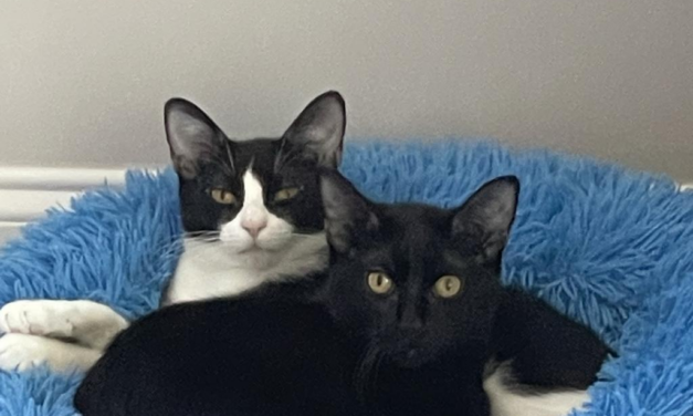 Adopt-A-Pet: Axl and Slash