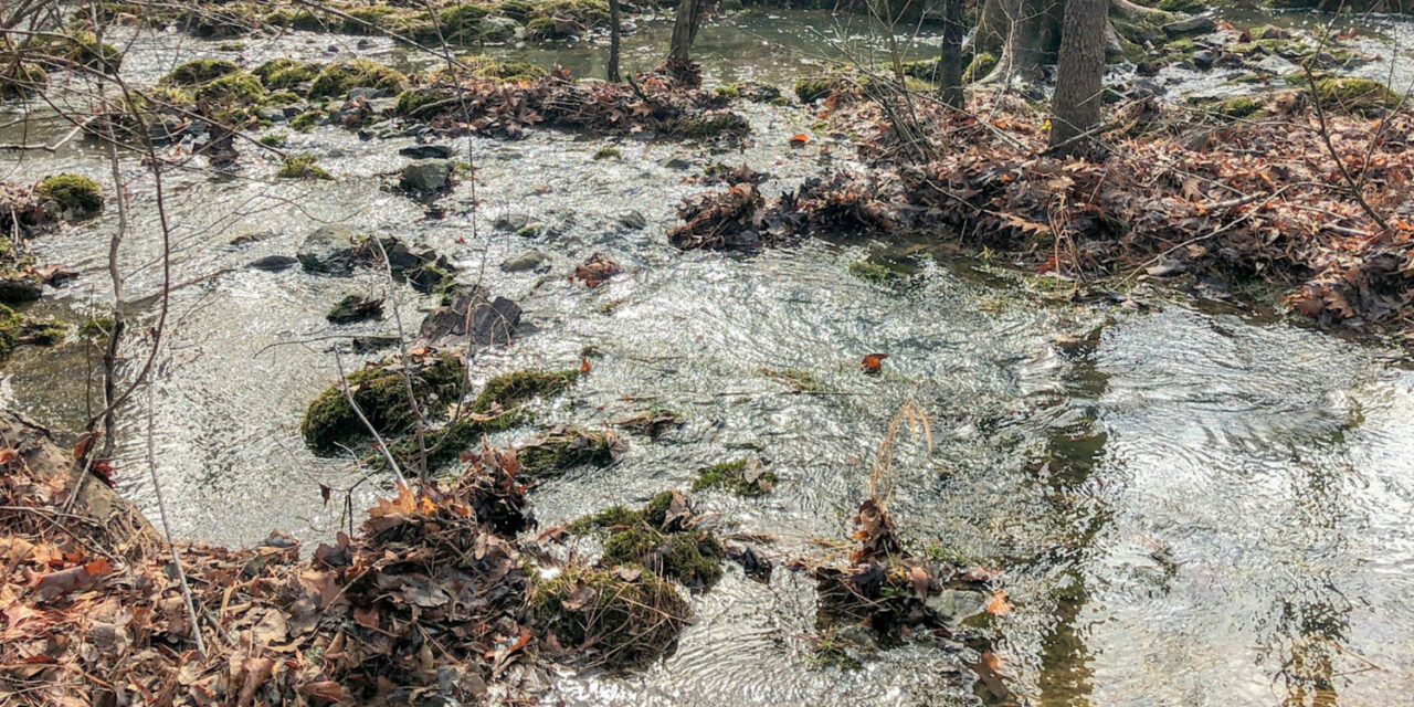 Triangle Land Conservancy Purchases Land in Chicken Bridge Forest
