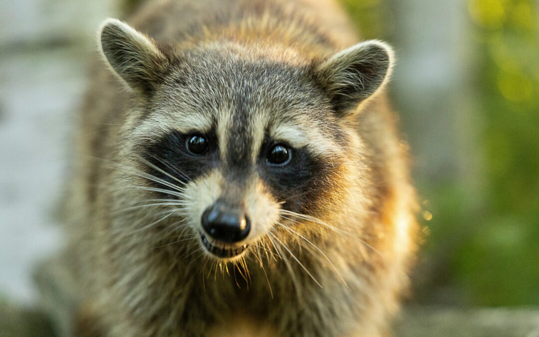 Orange County Reports Rabies Incident Involving Raccoon in Hillsborough