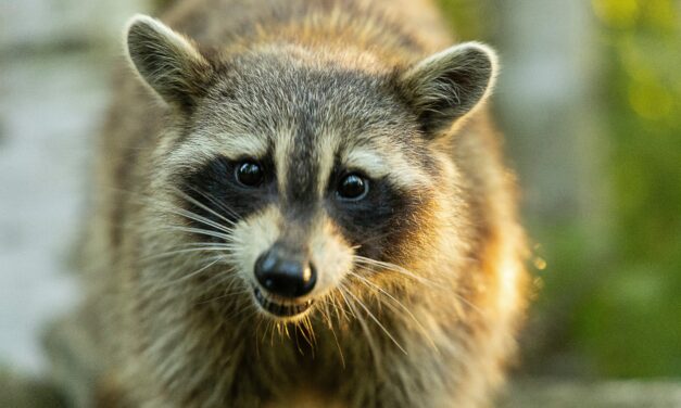 Orange County: Rabid Raccoon Reported in Chapel Hill