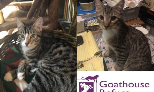 Adopt-A-Pet: Nico and Terry