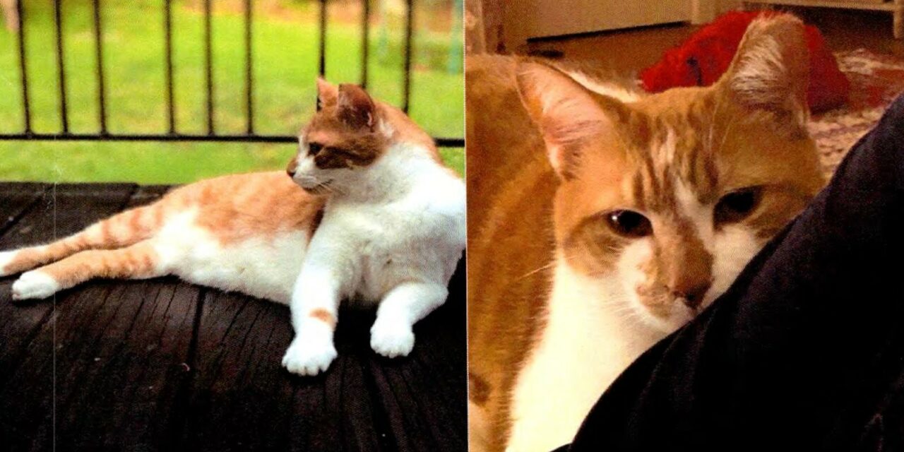Police: Owner Offering $1,000 to Find Missing Cat in Chapel Hill, Carrboro