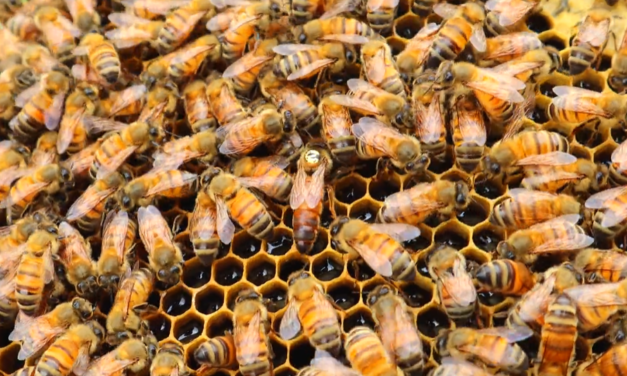 Chatham Park Check-in: Energy Efficiency, Pollinators and More