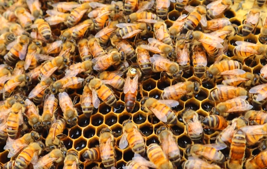 Chatham Park Check-in: Energy Efficiency, Pollinators and More