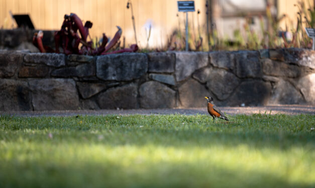 UNC Students Aim To Eliminate Harmful Herbicides on Campus
