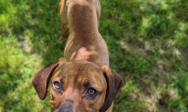 Adopt-A-Pet: Rico