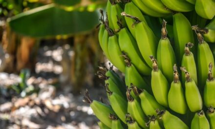 Viewpoints: Human Rights Violations on Chiquita Banana Plantations