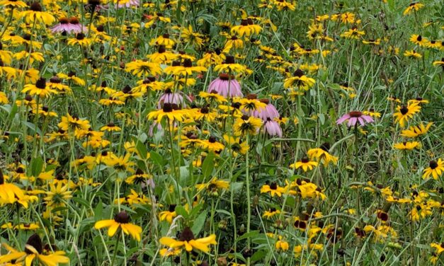 Playing in the Dirt: Grow Wildflowers!