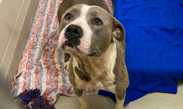 Adopt-A-Pet: Nala