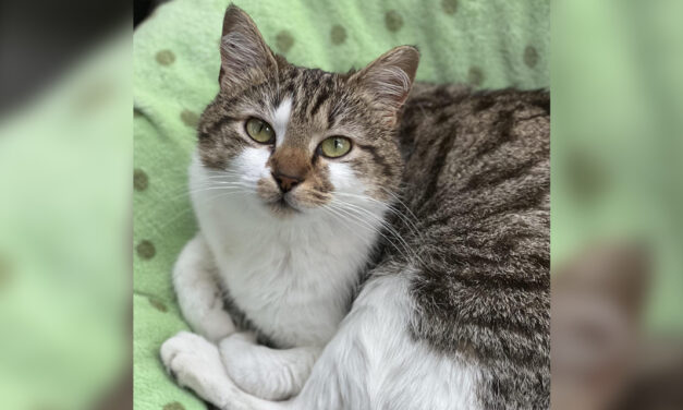 Adopt-A-Pet: Petunia