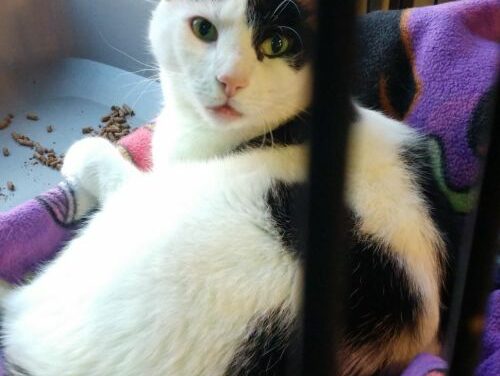 Adopt-A-Pet: Majestic