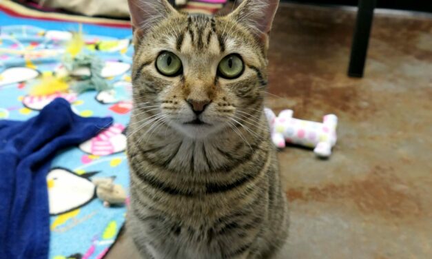 Adopt-A-Pet: Lily