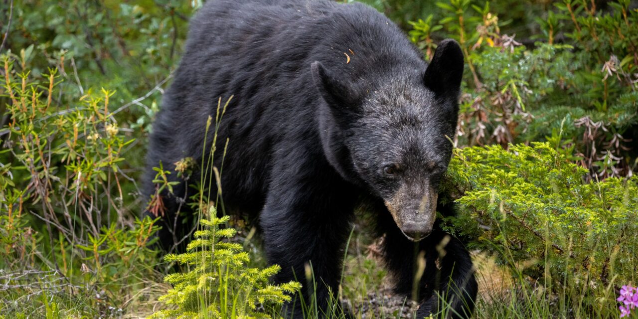 Black Bear Sightings Reported In Chapel Hill Police Urge Caution 9946