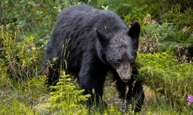 Black Bear Sightings Reported in Chapel Hill; Police Urge Caution