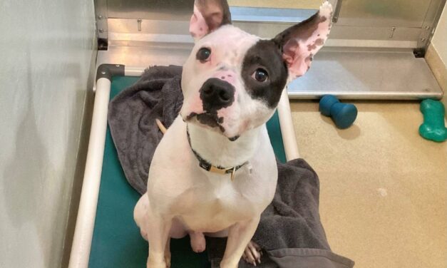 Adopt-A-Pet: Mr. Pickles